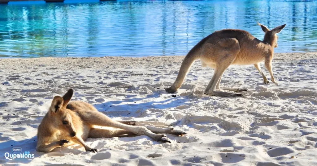 Kangaroo Captions for Instagram