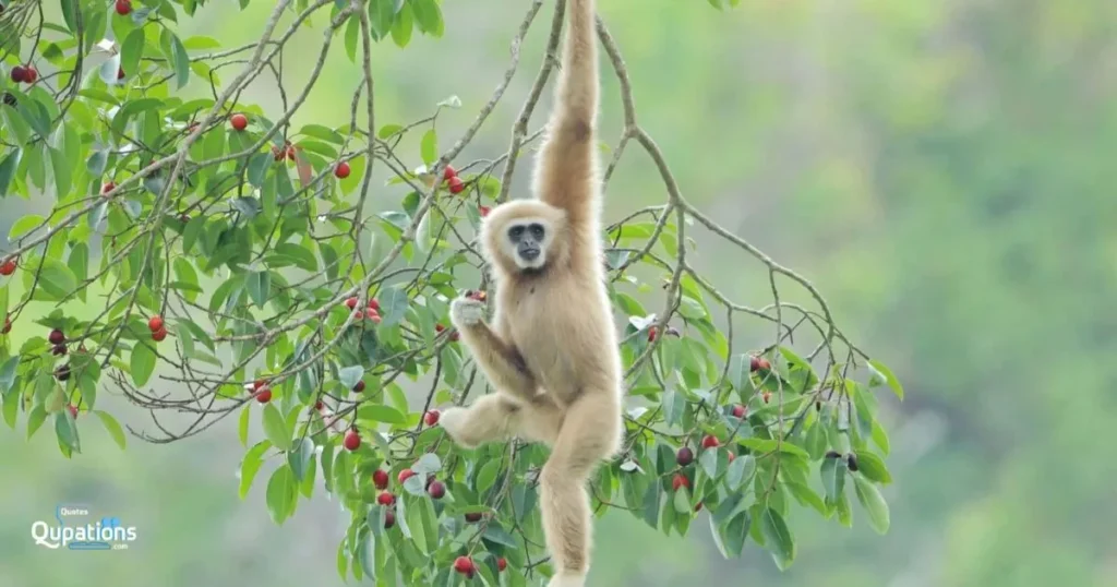 Funny Monkey Captions