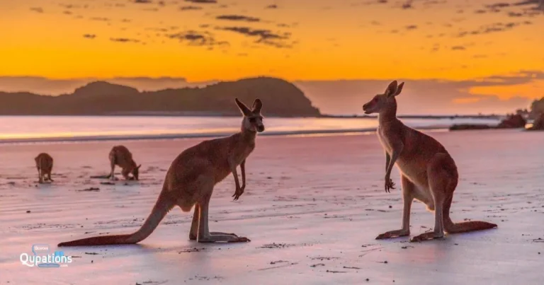 Kangaroo Captions