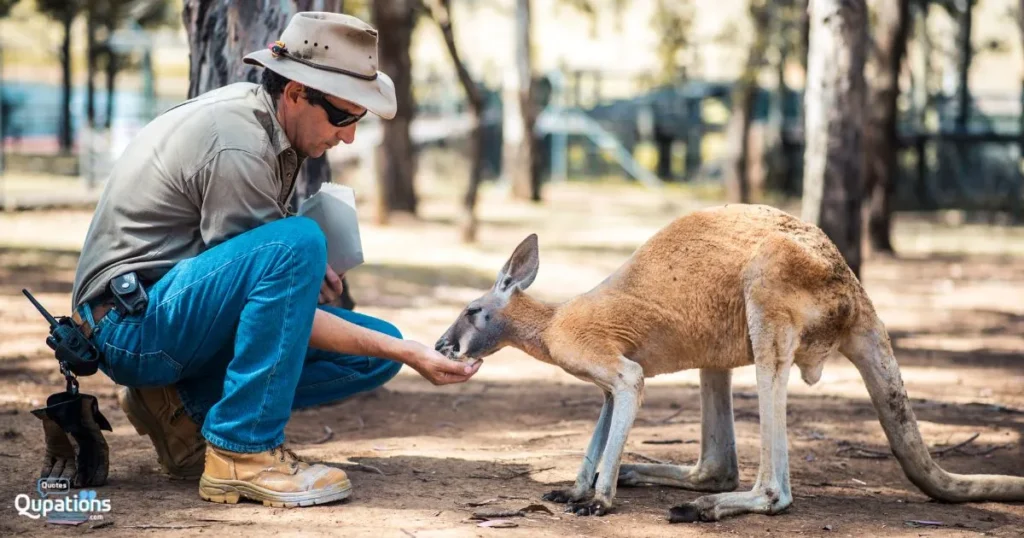 Kangaroo Captions Funny