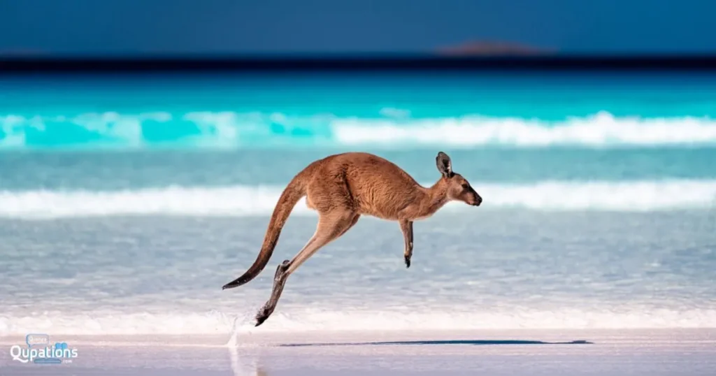 Kangaroo Captions in English