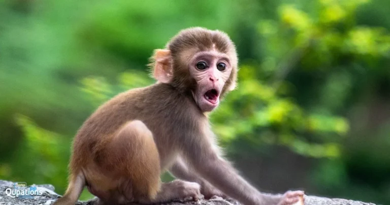 Monkey Captions