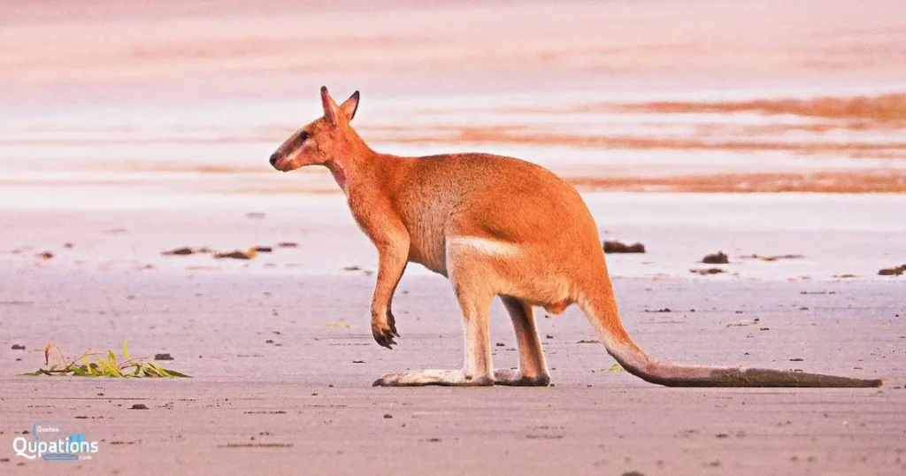 Short Kangaroo Captions
